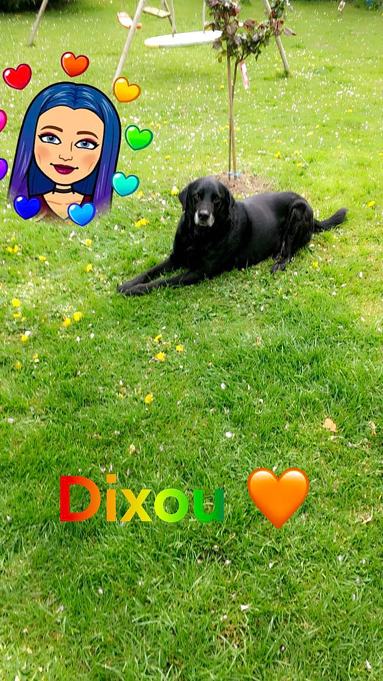 Dixou participe au concours pour gagner de l'argent avec cette photo : art, canidae, carnivore, companion_dog, dog, dog_breed, fun, grass, grassland, happy, lawn, leisure, mammal, meadow, pasture, people_in_nature, plant, recreation, sporting_group, vertebrate