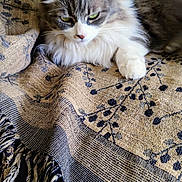 Birdie a rejoint le concours — aidez-le/la à gagner de superbes lots ! animal, blanket, cat, cozy, cute, domestic, ears, fluffy, fur, gray, indoor, pattern, paw, pet, relaxed, resting, tassels, whiskers, white, woven