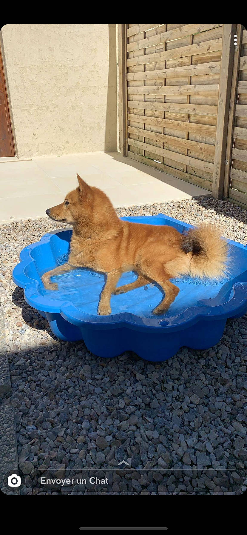 Pyke a rejoint le concours — aidez-le/la à gagner de superbes lots ! canidae, carnivore, dog, dog_breed, fawn, finnish_spitz, german_spitz, german_spitz_mittel, mammal, non_sporting_group, norwegian_buhund, pomeranian, spitz, vertebrate