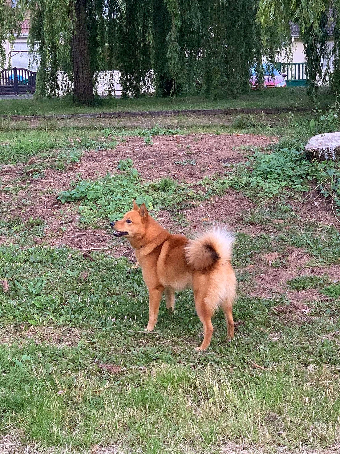 Pyke a rejoint le concours — aidez-le/la à gagner de superbes lots ! canidae, carnivore, companion_dog, dog, dog_breed, eurasier, finnish_spitz, german_spitz, german_spitz_klein, german_spitz_mittel, grass, hokkaido, icelandic_sheepdog, korean_jindo_dog, mammal, non_sporting_group, pomeranian, spitz, sporting_group, vertebrate