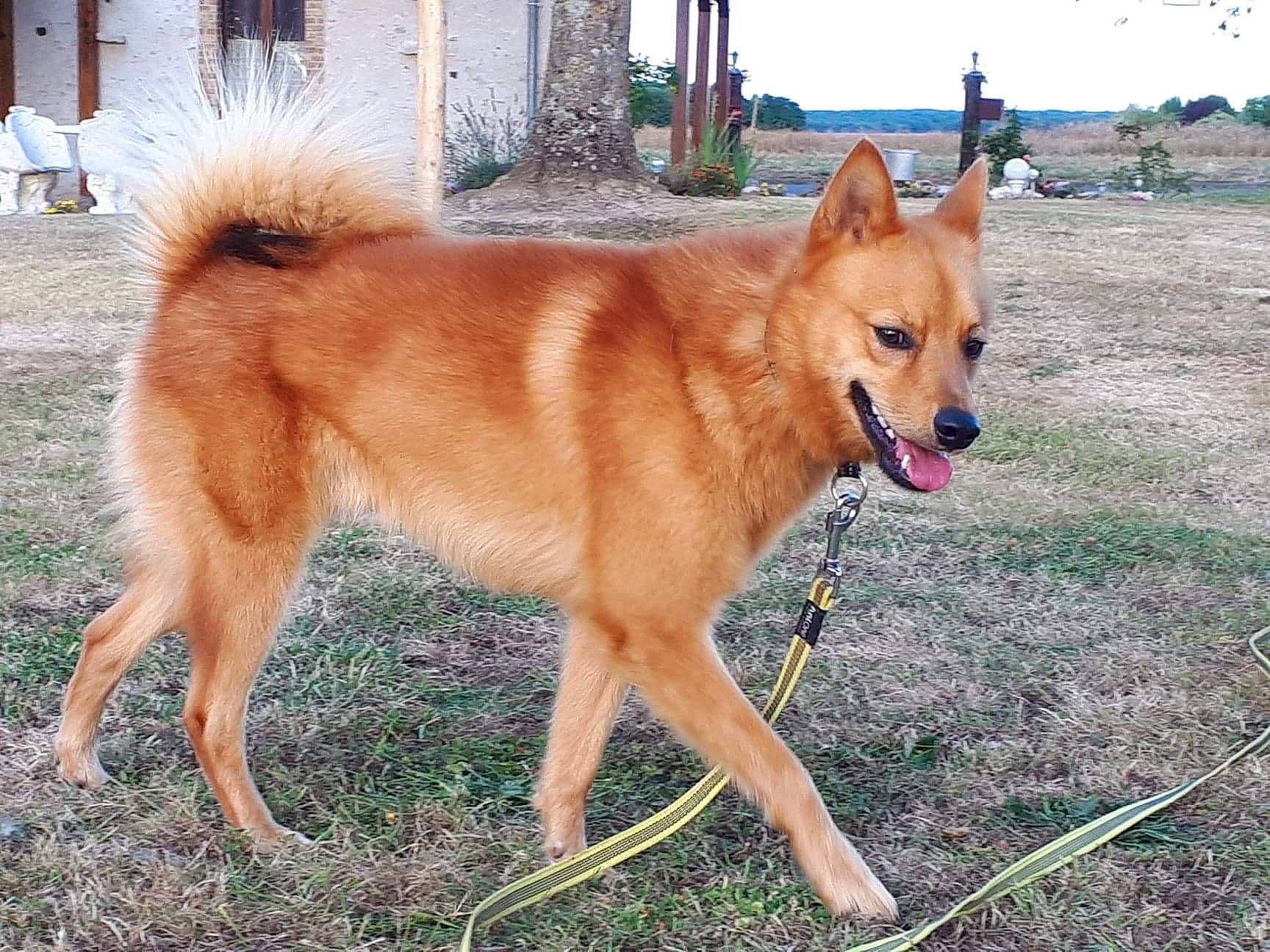 Pyke a rejoint le concours — aidez-le/la à gagner de superbes lots ! ancient_dog_breeds, canaan_dog, canidae, carnivore, companion_dog, dog, dog_breed, finnish_spitz, german_spitz_mittel, hokkaido, icelandic_sheepdog, korean_jindo_dog, mammal, non_sporting_group, norwegian_buhund, pomeranian, rare_breed_dog, shiba_inu, spitz, vertebrate