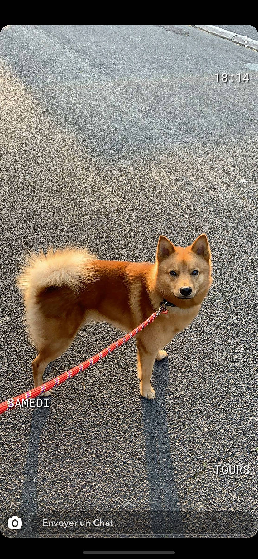 Pyke a rejoint le concours — aidez-le/la à gagner de superbes lots ! canaan_dog, canidae, carnivore, dog, dog_breed, finnish_spitz, german_spitz, german_spitz_klein, german_spitz_mittel, icelandic_sheepdog, korean_jindo_dog, mammal, non_sporting_group, norwegian_buhund, pomeranian, rare_breed_dog, shiba_inu, spitz, sporting_group, vertebrate