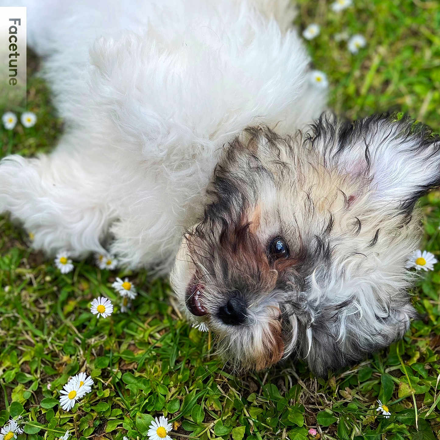 Bonnie joined the competition — help win amazing prizes! anemone, animal, canine, daisy, dog, face, flower, grass, head, herbal, herbs, lawn, person, pet, petal, photography, plant, portrait, puppy, terrier