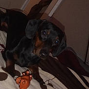 Buster is registered to the contest to win money with this photo: dog, dachshund, pet, toy, blanket, indoor, brown, black, animal, fur, curious, lying_down, cozy, bedroom, carpet, closeup, domestic_animal, small_dog, canine, cute