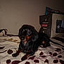 Buster is registered to the contest to win money with this photo: dog, dachshund, pet, indoor, blanket, pattern, fabric, storage_bin, wall, animal, cute, small_dog, lying_down, looking, flash, shadow, brown, black, fur, ears