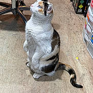 Laila joined the competition — help win amazing prizes! alert, animal, blue_eyes, box, calico_cat, cat, curious, domestic_cat, floor, fur, furniture, household, indoor, metal_chair, pet, side_view, sitting, tail, whiskers, wooden_floor