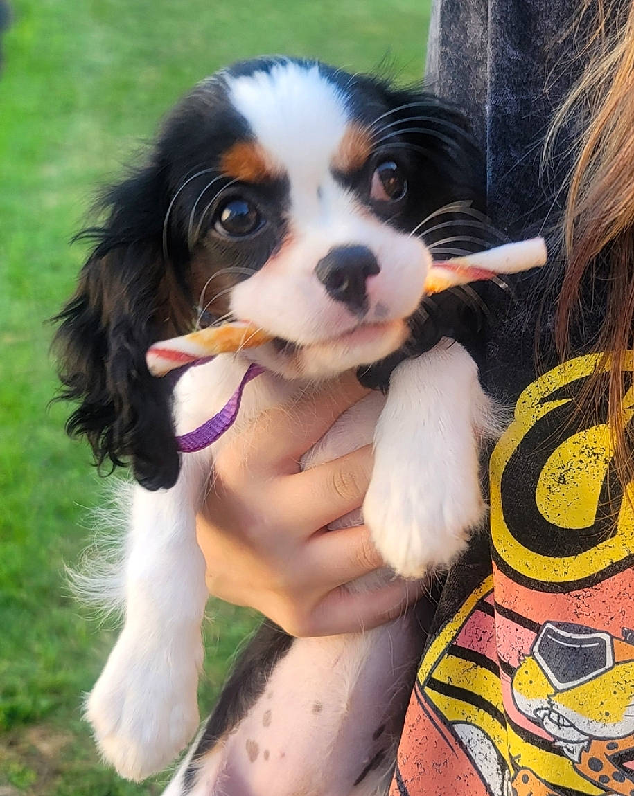 Lady is registered to the contest to win money with this photo: animal, bodypart, canine, child, cockerspaniel, cream, dessert, dog, female, finger, food, girl, grass, hand, hound, papillon, person, pet, plant, puppy