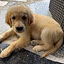 Asko participe au concours pour gagner de l'argent avec cette photo : puppy, dog, golden_retriever, outdoor, patio, stone_floor, woven_chair, cute, young_animal, pet, animal, fur, paw, nose, tail, resting, looking, adorable, companion, summer