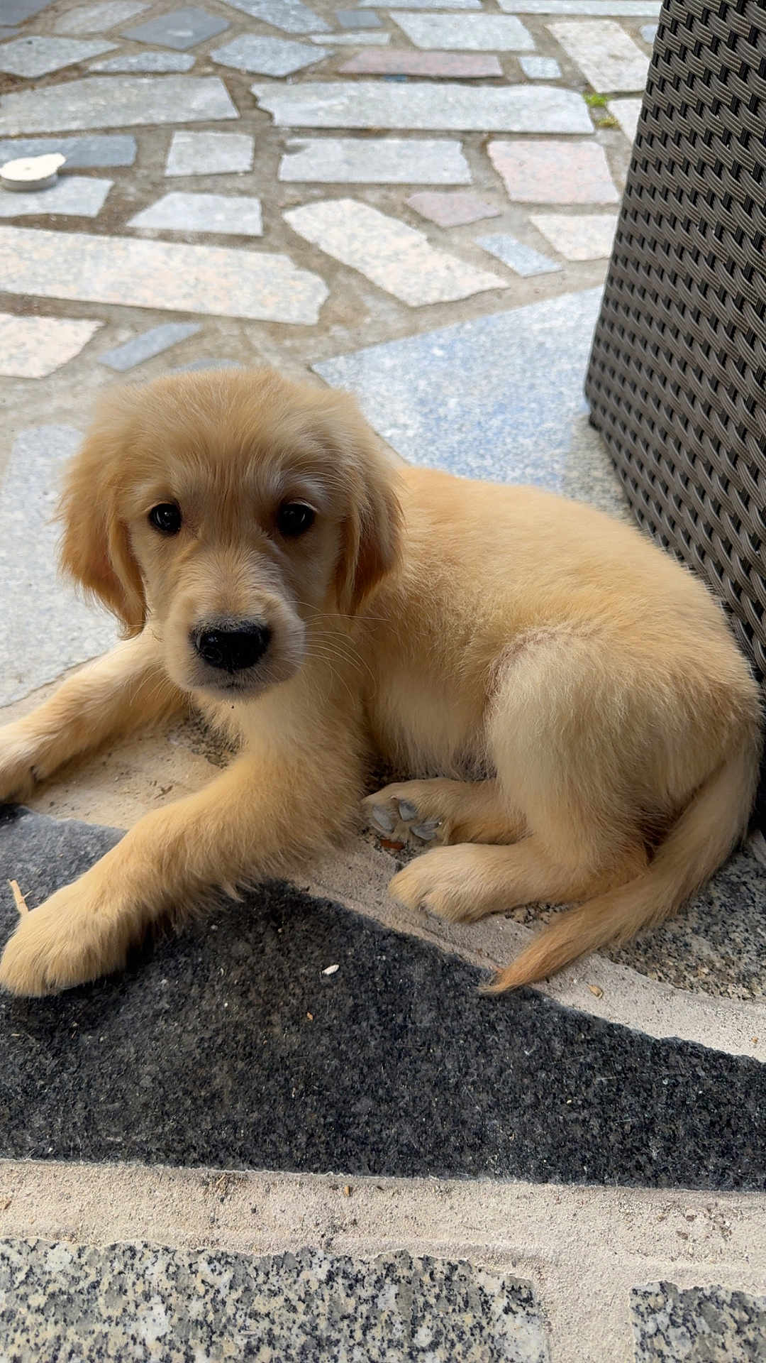Asko participe au concours pour gagner de l'argent avec cette photo : puppy, dog, golden_retriever, outdoor, patio, stone_floor, woven_chair, cute, young_animal, pet, animal, fur, paw, nose, tail, resting, looking, adorable, companion, summer