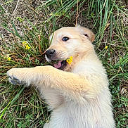 Asko participe au concours pour gagner de l'argent avec cette photo : puppy, dog, grass, yellow_flower, playful, outdoor, nature, cute, animal, fur, pet, lying_down, greenery, young_dog, closeup, mouth, paw, cheerful, summer, wildflowers