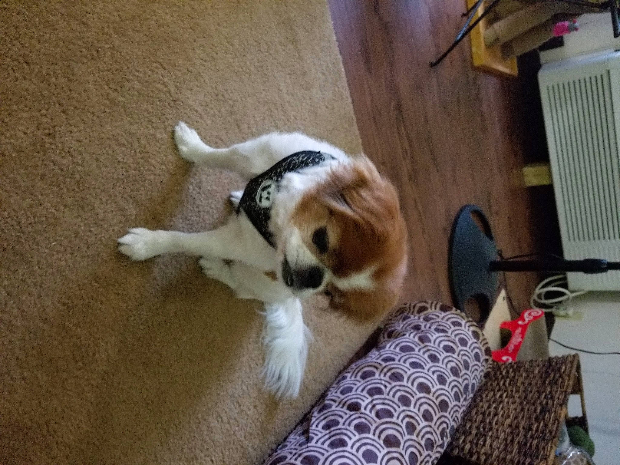 Chiba is registered to the contest to win money with this photo: canidae, carnivore, collar, comfort, companion_dog, dog, dog_breed, dog_supply, fawn, felidae, flooring, fur, hardwood, pet_supply, small_to_medium_sized_cats, sporting_group, tail, whiskers, wood, working_animal