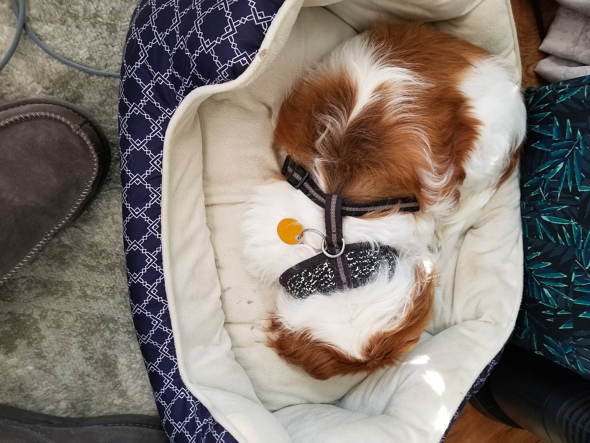 Chiba joined the competition — help win amazing prizes! bedding, carnivore, comfort, companion_dog, dishware, dog_breed, fawn, felidae, fur, ingredient, linens, liver, recipe, small_to_medium_sized_cats, snout, stuffed_toy, tableware, textile, whiskers, working_animal