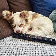 Volt a rejoint le concours — aidez-le/la à gagner de superbes lots ! dog, puppy, small_dog, long_hair, white_fur, brown_patches, blue_eyes, sleepy, lying_down, couch, remote_control, television_remote, carpet, rug, pillows, indoor, pet, fluffy, close_up, relaxed
