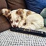 dog, puppy, small_dog, long_hair, white_fur, brown_patches, blue_eyes, sleepy, lying_down, couch, remote_control, television_remote, carpet, rug, pillows, indoor, pet, fluffy, close_up, relaxed