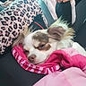 Volt participe au concours pour gagner de l'argent avec cette photo : dog, puppy, small_dog, sleepy, resting, blanket, pink_blanket, car, car_interior, seat, pet, animal, close_up, portrait, brown_and_white, fluffy, long_hair, cozy, leopard_print, travel