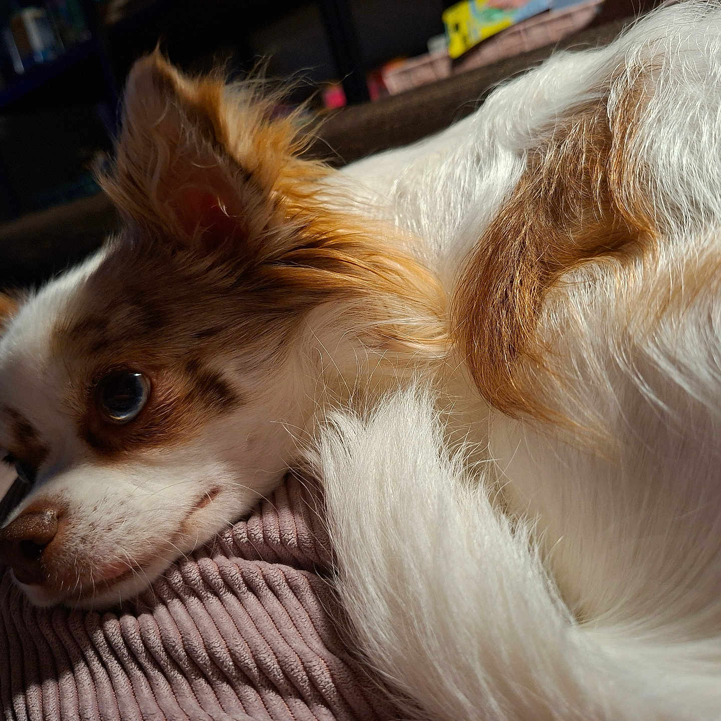 Volt a rejoint le concours — aidez-le/la à gagner de superbes lots ! dog, puppy, brown_and_white, fluffy, fur, close_up, portrait, lying_down, resting, eye, snout, nose, ear, paws, indoor, cozy, lap, sweater, textile, pet