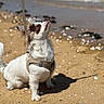 Volt a rejoint le concours — aidez-le/la à gagner de superbes lots ! dog, small_dog, long_hair, white_fur, brown_markings, harness, sitting, beach, shoreline, sand, seashells, ocean, water, sunlight, shadow, outdoors, coast, animal, pet, looking_up