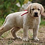 puppy, dog, yellow_labrador, ribbon, grass, outdoor, animal, cute, young, pet, nature, fur, mammal, portrait, standing, canine, eyes, ears, snout, background_blur