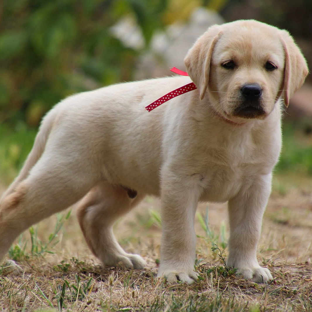 Arox a rejoint le concours — aidez-le/la à gagner de superbes lots ! animal, background_blur, canine, cute, dog, ears, eyes, fur, grass, mammal, nature, outdoor, pet, portrait, puppy, ribbon, snout, standing, yellow_labrador, young