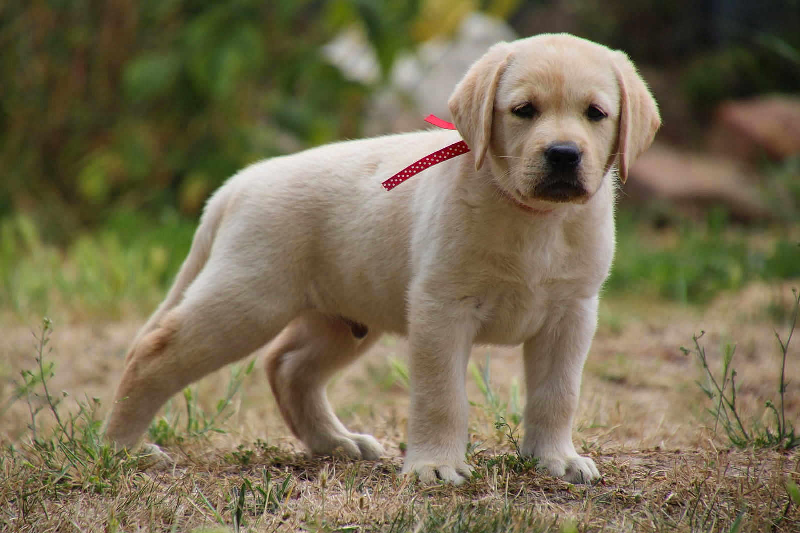 Arox a rejoint le concours — aidez-le/la à gagner de superbes lots ! puppy, dog, yellow_labrador, ribbon, grass, outdoor, animal, cute, young, pet, nature, fur, mammal, portrait, standing, canine, eyes, ears, snout, background_blur
