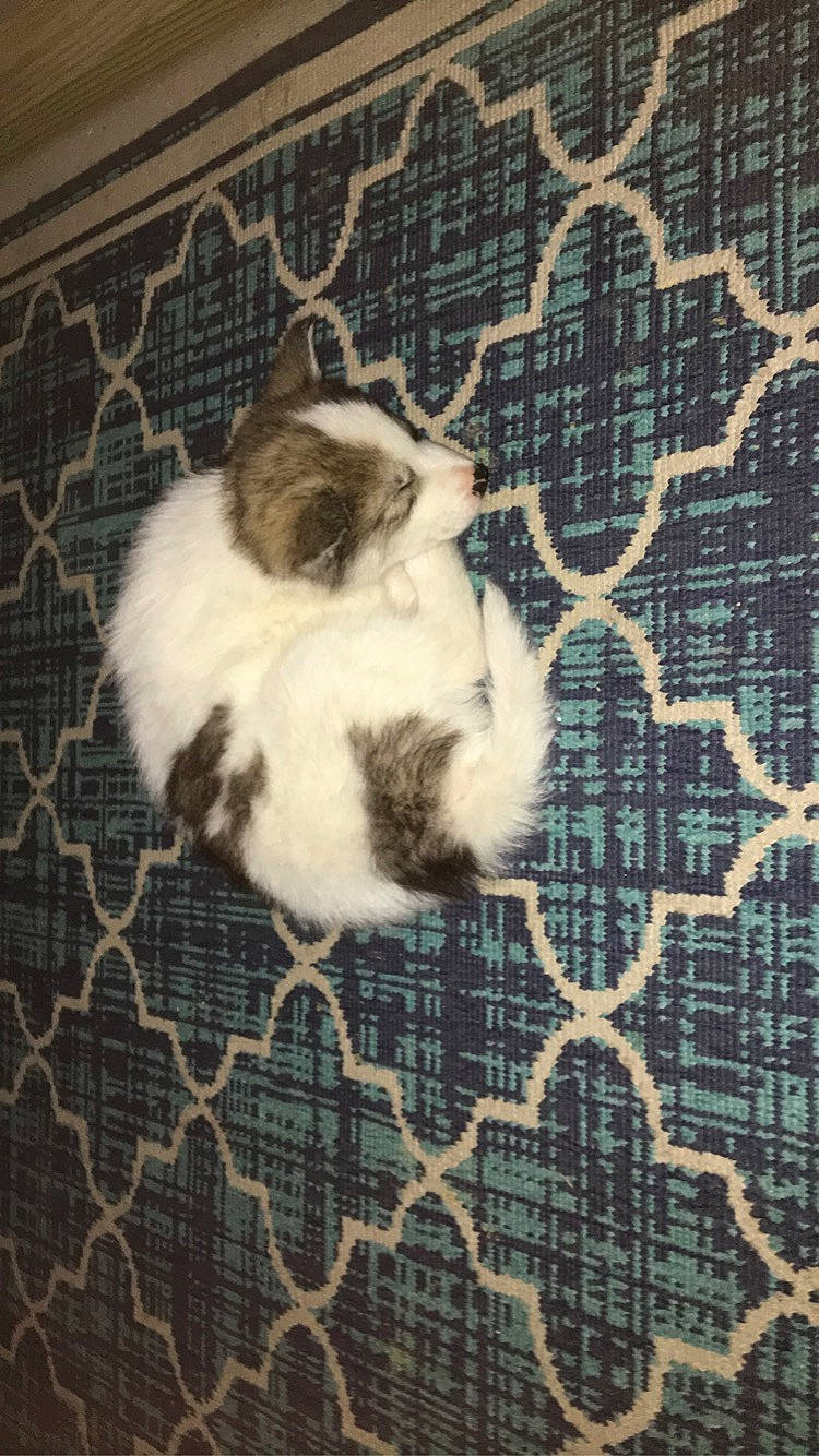 Lyla is registered to the contest to win money with this photo: birman, carnivore, cat, fawn, felidae, fur, kitten, norwegian_forest_cat, ragdoll, shih_tzu, small_to_medium_sized_cats, whiskers