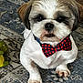 Bentley is registered to the contest to win money with this photo: animal, bow_tie, carpet, closeup, companion, cute, decor, dog, face, fur, groomed, home, indoor, looking, paw, pet, portrait, sitting, small_dog, toy