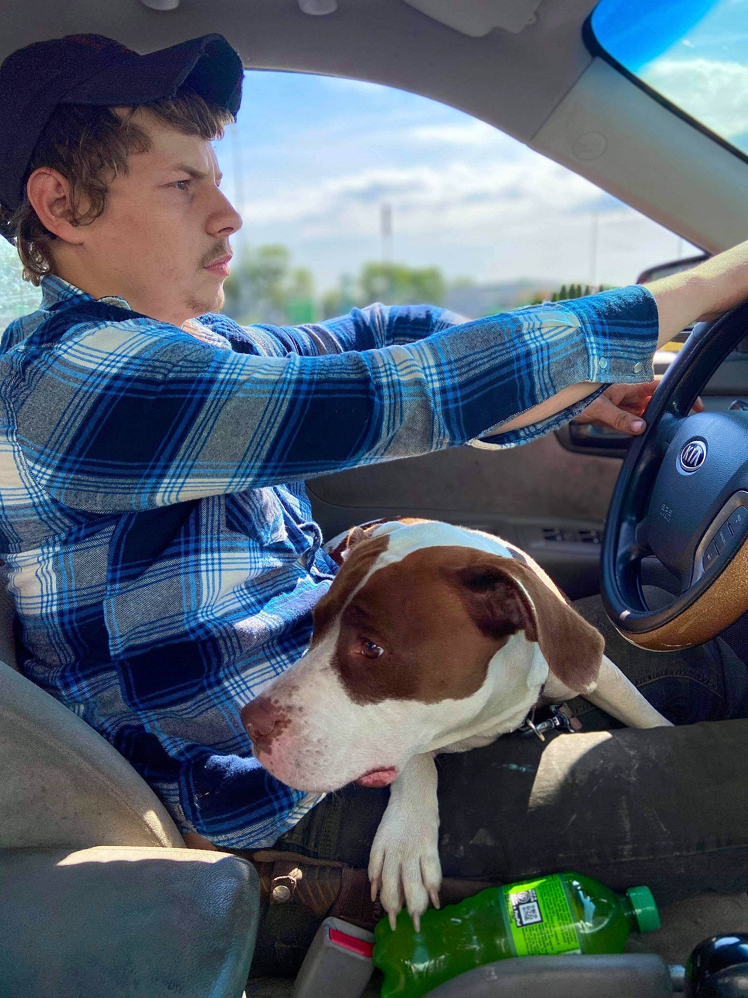 Gracie is registered to the contest to win money with this photo: american_pit_bull_terrier, american_staffordshire_terrier, auto_part, canidae, car, carnivore, dog, dog_breed, driving, fawn, non_sporting_group, pit_bull, snout, sporting_group, vehicle
