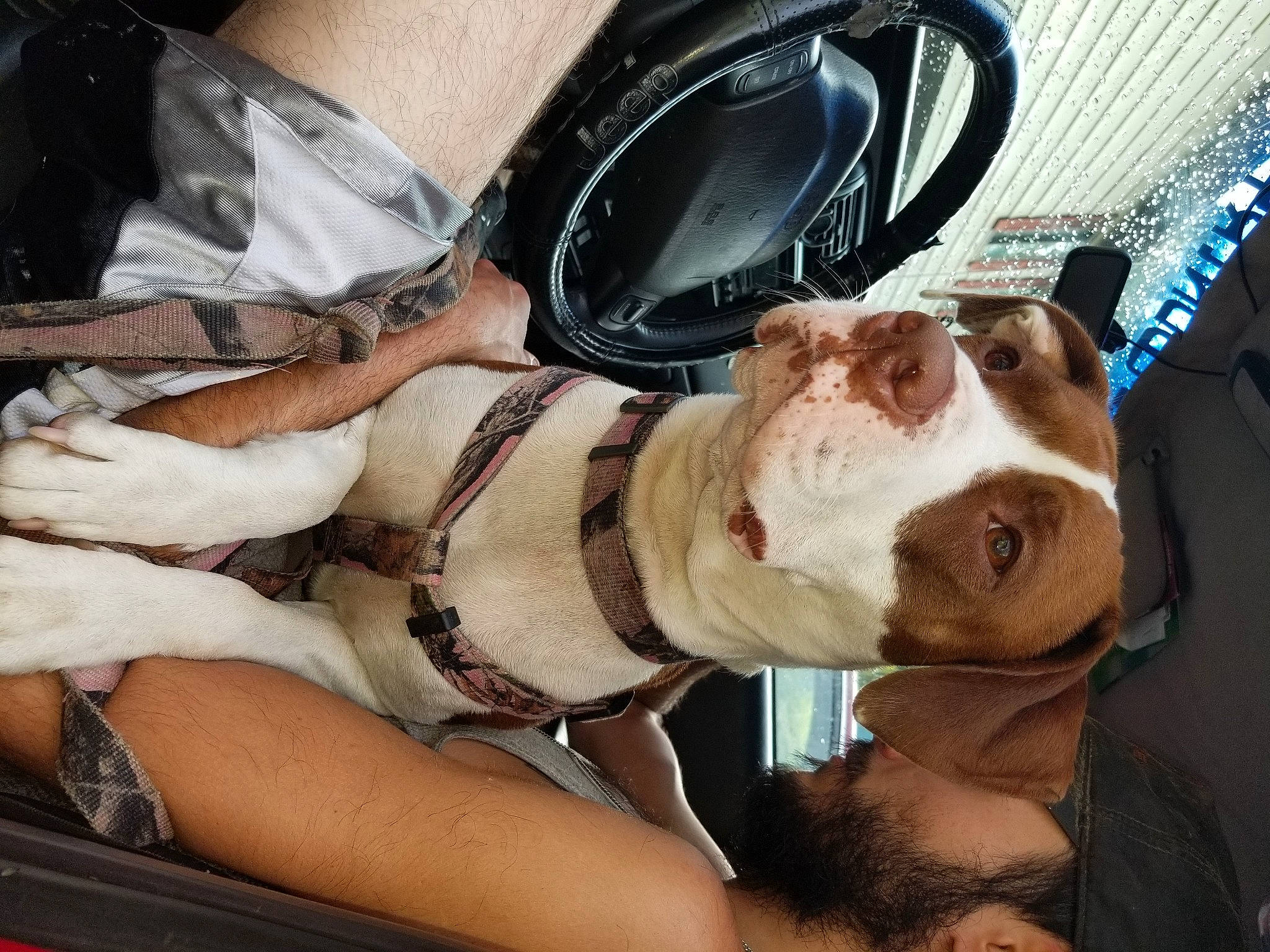 Gracie joined the competition — help win amazing prizes! bulldog, canidae, carnivore, companion_dog, dog, dog_breed, ear, eyewear, fawn, glasses, non_sporting_group, old_english_bulldog, olde_english_bulldogge, pit_bull, puppy_love, snout