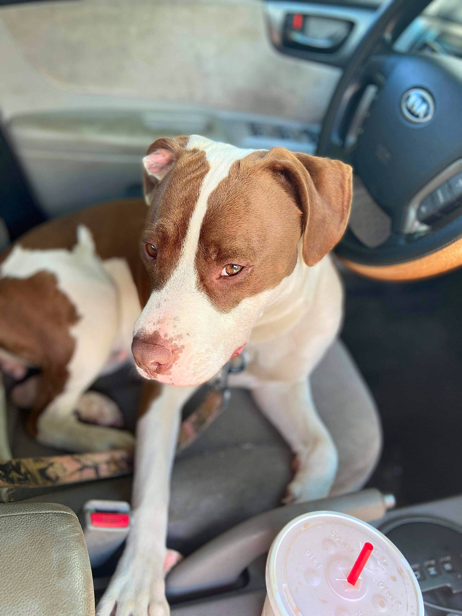 Gracie joined the competition — help win amazing prizes! american_pit_bull_terrier, canidae, carnivore, dog, dog_breed, fawn, mammal, non_sporting_group, pit_bull, puppy, snout, sporting_group, vertebrate