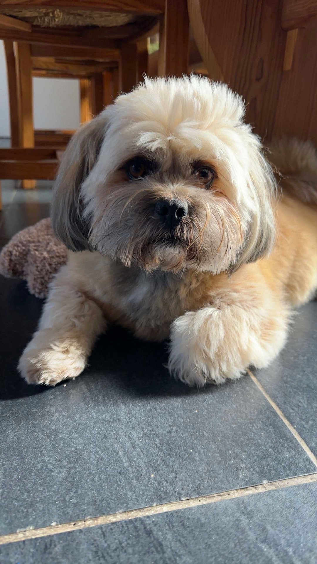 Newton participe au concours pour gagner de l'argent avec cette photo : dog, fluffy, brown, white, pet, indoor, floor, tile, wooden_furniture, paw, fur, cute, animal, portrait, relaxed, companion, domestic, laying_down, close_up, natural_light