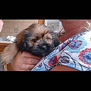 Newton participe au concours pour gagner de l'argent avec cette photo : puppy, dog, pet, animal, cute, fluffy, sleepy, indoor, person, holding, arms, closeup, brown, black, fur, patterned_clothing, cozy, home, portrait, companion