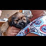 puppy, dog, pet, animal, cute, fluffy, sleepy, indoor, person, holding, arms, closeup, brown, black, fur, patterned_clothing, cozy, home, portrait, companion