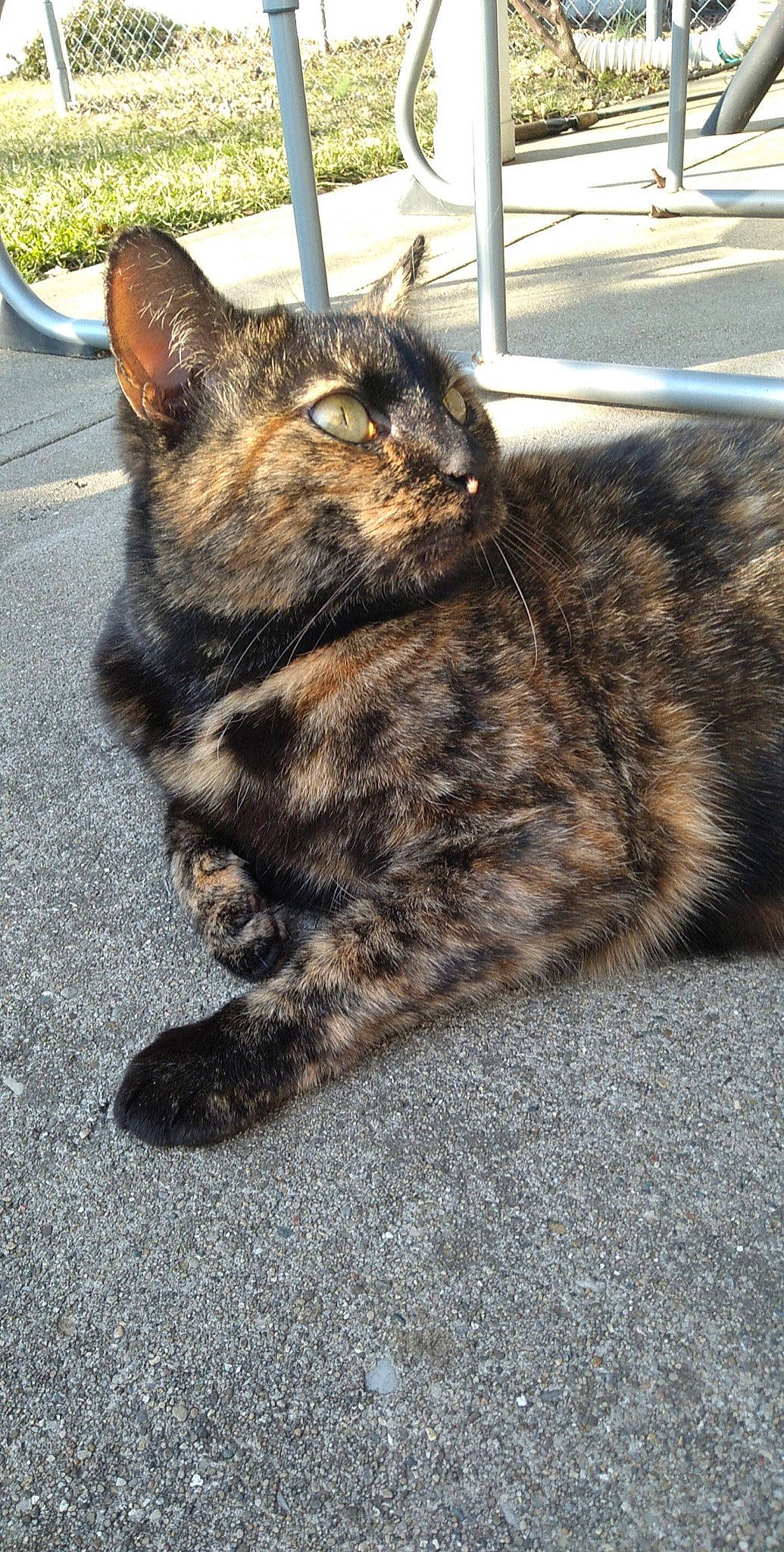 Bear is registered to the contest to win money with this photo: asphalt, carnivore, cat, claw, domestic_short_haired_cat, felidae, fur, grass, paw, road, road_surface, sitting, small_to_medium_sized_cats, snout, street, tail, tar, terrestrial_animal, whiskers