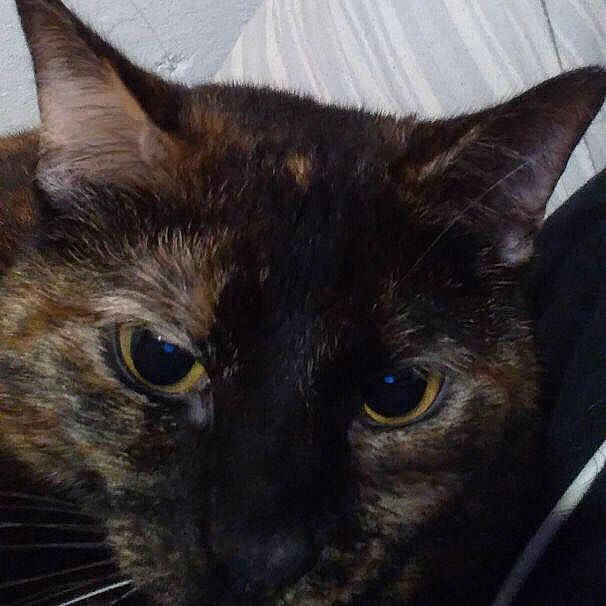 Bear joined the competition — help win amazing prizes! black_cat, bombay, carnivore, cat, close_up, domestic_short_haired_cat, electric_blue, felidae, fur, iris, sky, small_to_medium_sized_cats, snout, terrestrial_animal, whiskers, wildlife, window