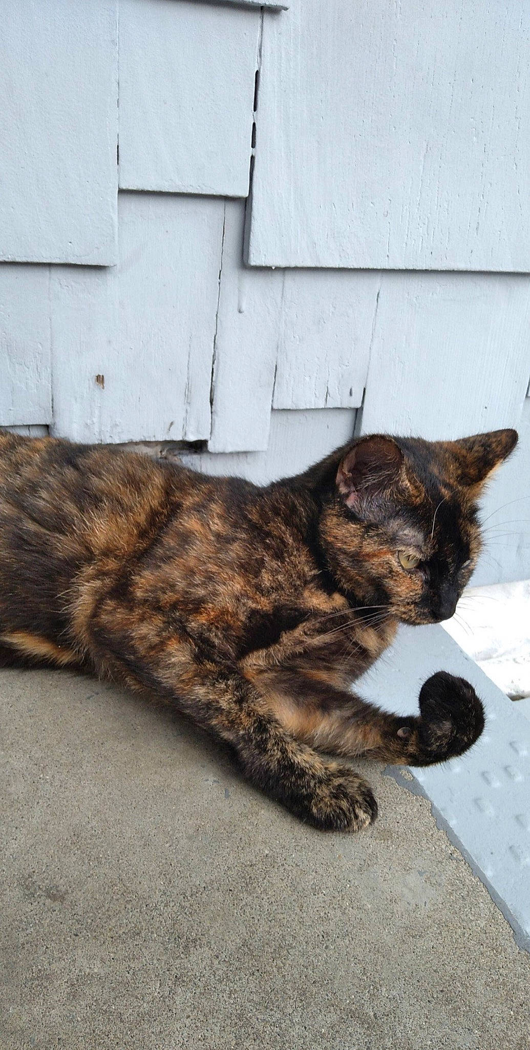 Bear is registered to the contest to win money with this photo: brown, carnivore, cat, claw, domestic_short_haired_cat, felidae, foot, fur, nap, paw, sitting, small_to_medium_sized_cats, snout, tail, terrestrial_animal, whiskers, wood