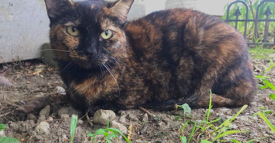 Bear joined the competition — help win amazing prizes! black_cat, carnivore, cat, claw, domestic_short_haired_cat, felidae, fur, grass, plant, small_to_medium_sized_cats, snout, soil, terrestrial_animal, whiskers