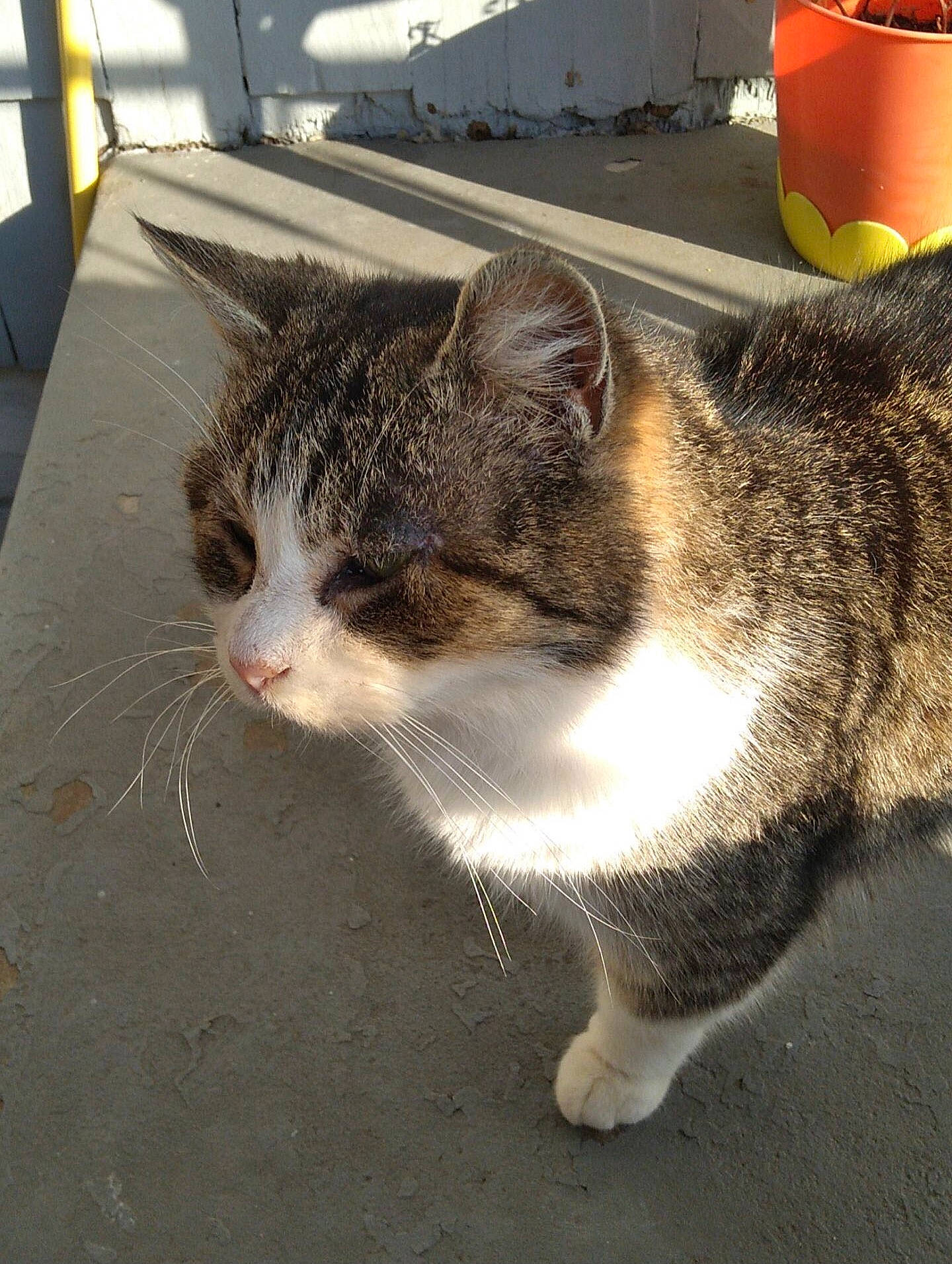 Purr is registered to the contest to win money with this photo: asphalt, carnivore, cat, domestic_short_haired_cat, felidae, fur, grass, metal, paw, road_surface, small_to_medium_sized_cats, snout, tail, whiskers, window