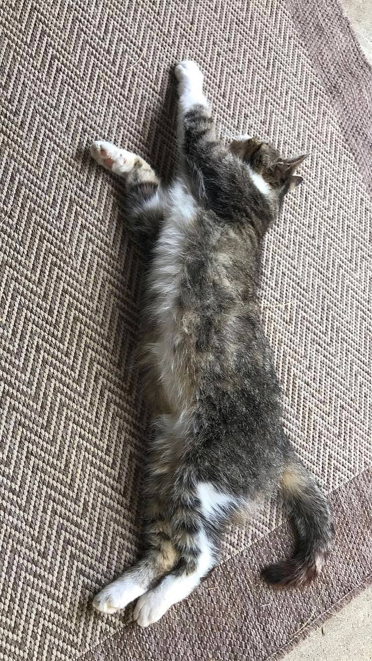 Purr joined the competition — help win amazing prizes! canidae, carnivore, cat, claw, dog_breed, domestic_short_haired_cat, felidae, flooring, fur, grey, monochrome, monochrome_photography, paw, small_to_medium_sized_cats, snout, sporting_group, tail, terrestrial_animal, whiskers