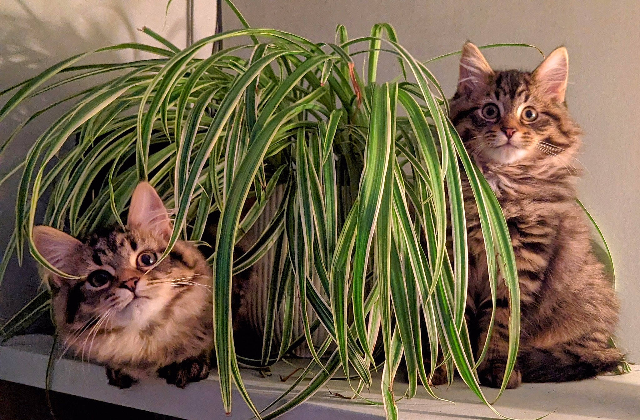 Twins joined the competition — help win amazing prizes! carnivore, cat, domestic_short_haired_cat, fawn, felidae, flowerpot, fur, grass, grass_family, houseplant, organism, paw, plant, sitting, small_to_medium_sized_cats, snout, tail, whiskers, wildlife, window