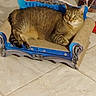 alert, animal, beige_sofa, blue_sofa, cat, cozy, curious, cute_pet, domestic_cat, feline, floor_tiles, home_interior, indoor, pet_sofa, relaxed, resting, small_sofa, striped_cat, tabby, tile_floor