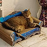 animal, cat, colorful, couch, cozy, curtain, domestic, feline, furniture, home, indoor, mammal, miniature_furniture, pet, quiet, relaxed, resting, sleepy, tabby, tile_floor