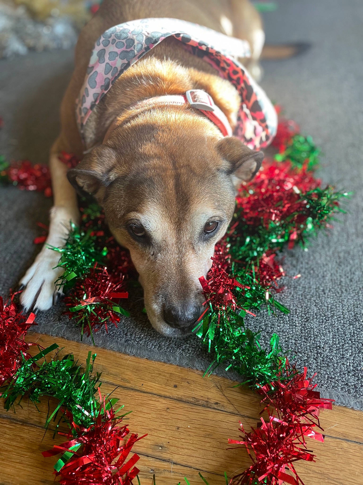 Tara joined the competition — help win amazing prizes! carnivore, christmas, christmas_decoration, christmas_eve, christmas_ornament, companion_dog, conifer, dog, dog_breed, dog_supply, event, fawn, fur, grass, holiday, plant, snout, tail, whiskers, wood