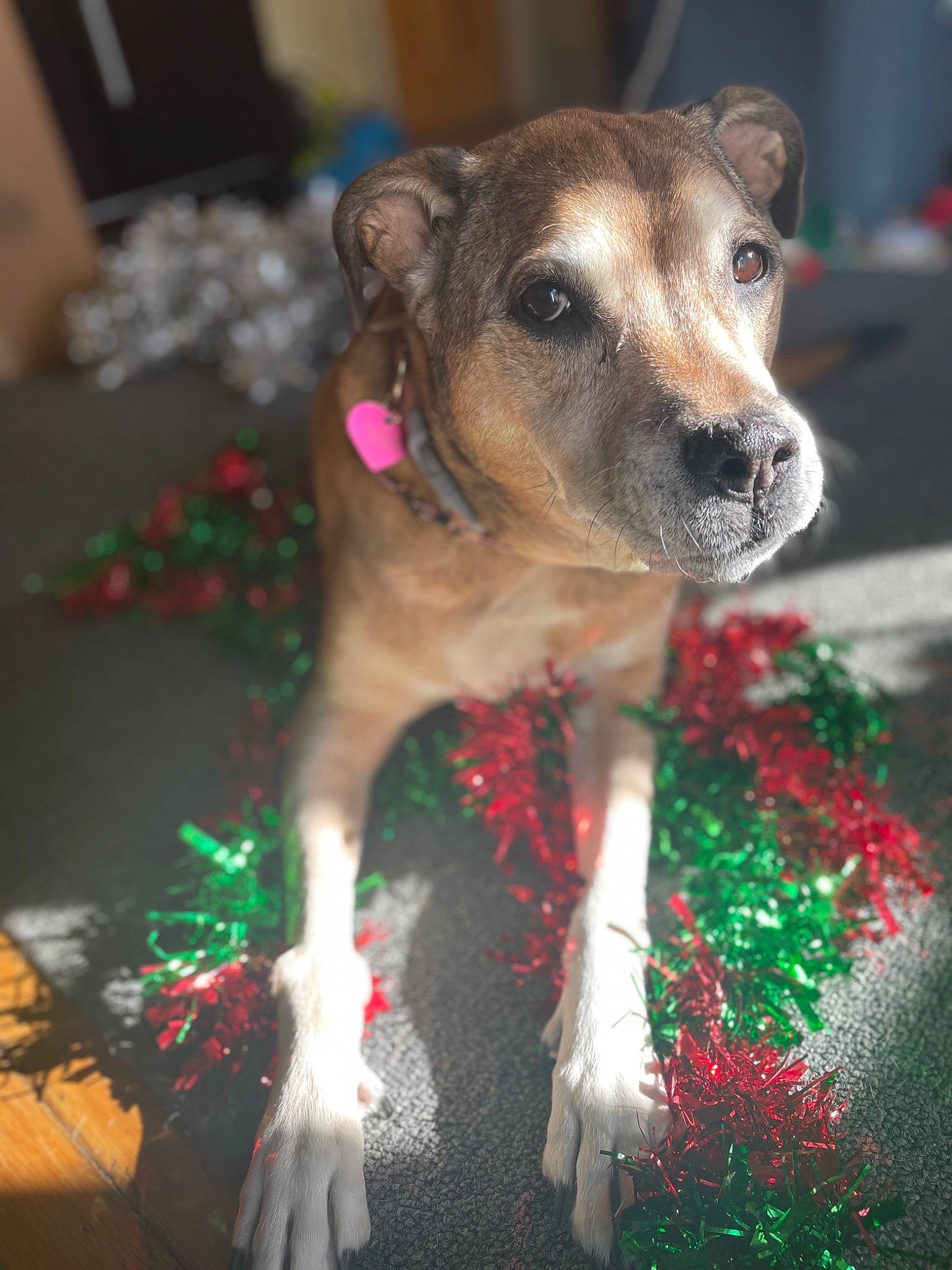 Tara is registered to the contest to win money with this photo: annual_plant, carnivore, collar, companion_dog, dog, dog_breed, dog_clothes, dog_collar, dog_supply, event, fawn, fur, green, holiday, pattern, plant, snout, terrestrial_animal, whiskers, working_animal