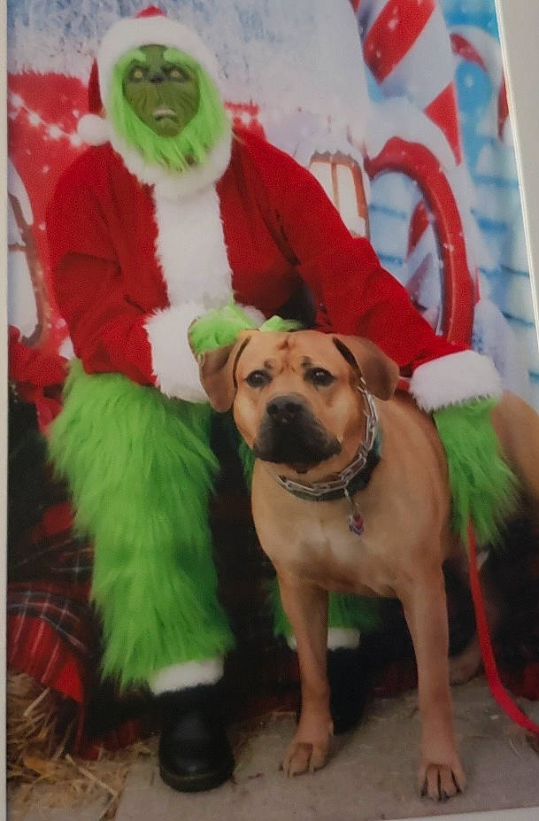 Finnagan joined the competition — help win amazing prizes! canidae, carnivore, companion_dog, costume_hat, dog, dog_breed, dog_clothes, dog_supply, event, fawn, fun, fur, hat, holiday, santa_claus, snout, sporting_group, stuffed_toy, tree, working_animal