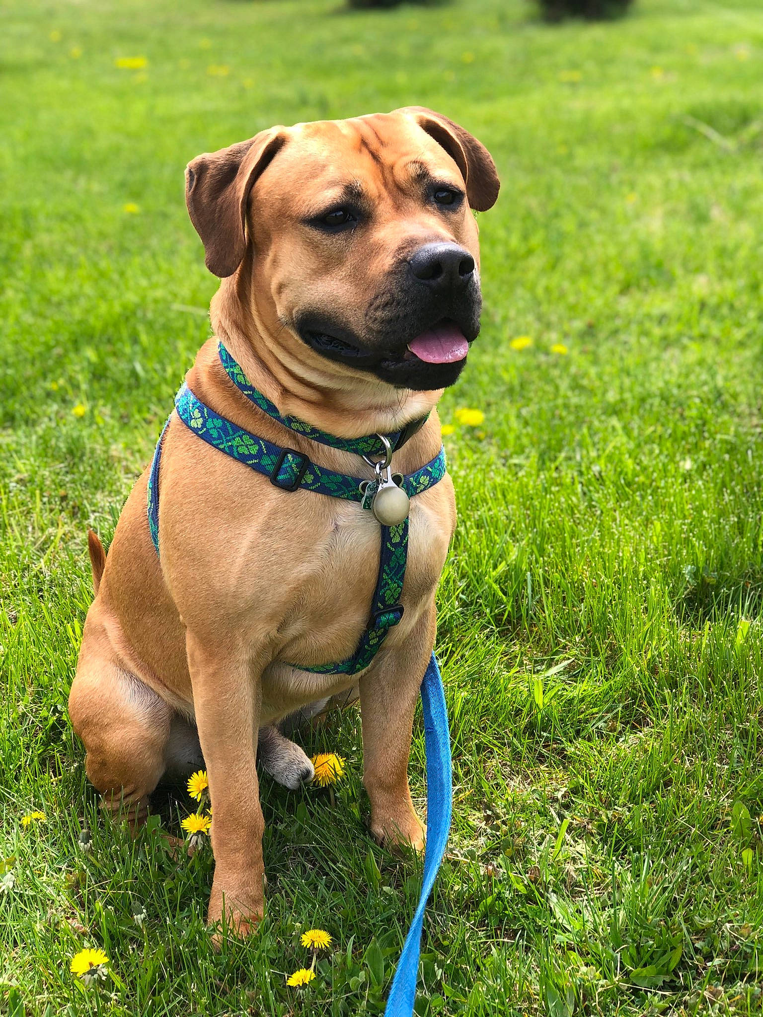 Finnagan joined the competition — help win amazing prizes! canidae, carnivore, collar, companion_dog, dog, dog_breed, dog_collar, dog_supply, fawn, grass, guard_dog, leash, liver, pet_supply, plant, snout, sporting_group, working_animal, working_dog, wrinkle