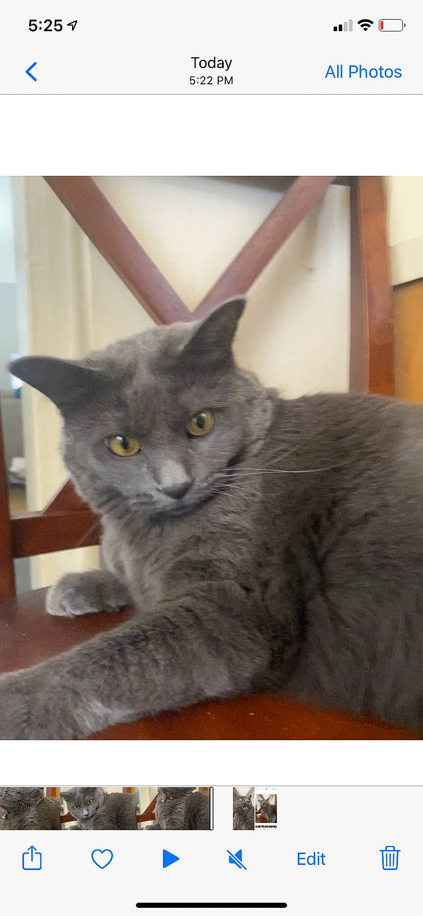 Church joined the competition — help win amazing prizes! carnivore, cat, domestic_short_haired_cat, felidae, fur, grey, russian_blue, small_to_medium_sized_cats, tail, whiskers, window