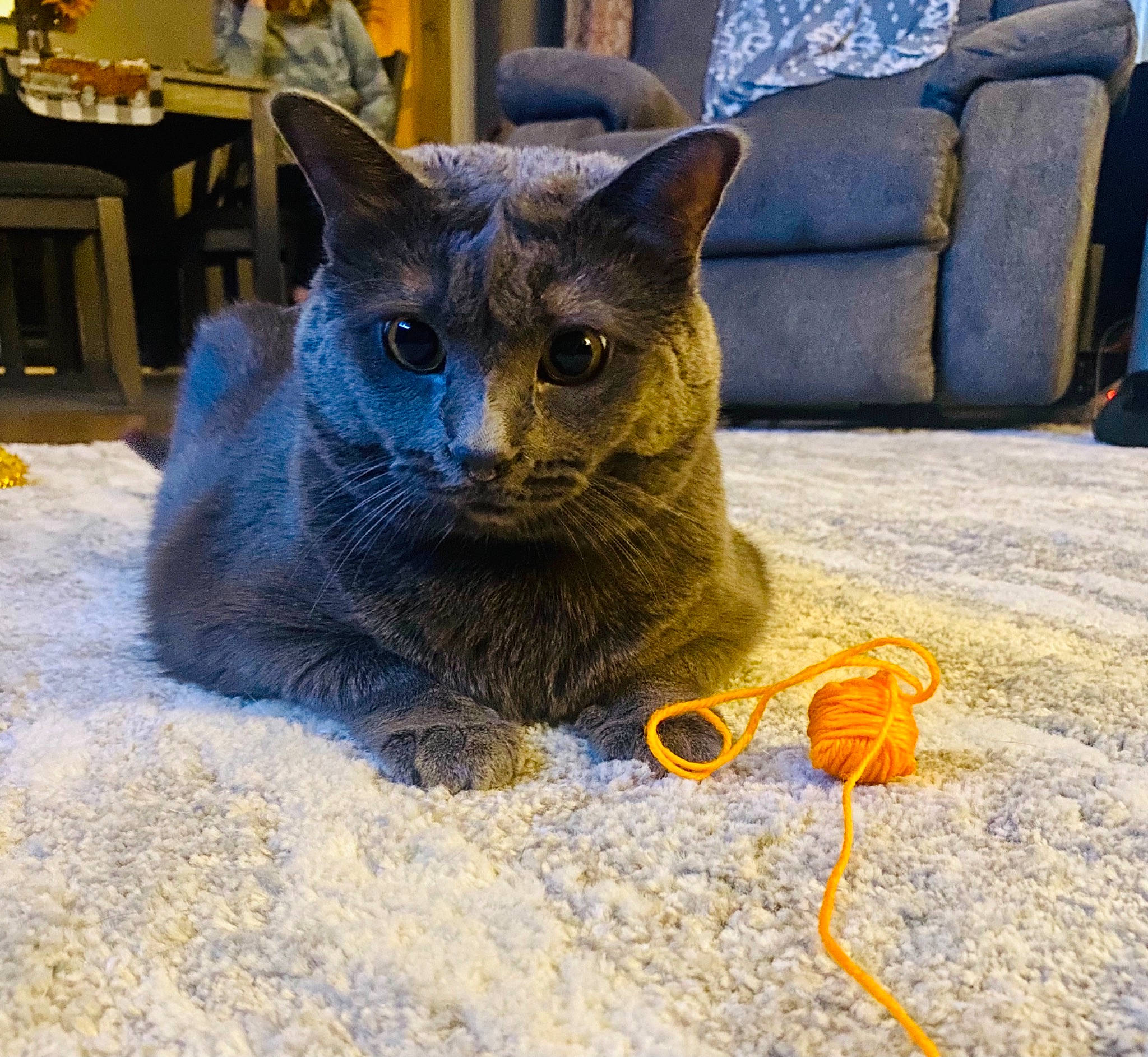 Church is registered to the contest to win money with this photo: black_cat, blue, carnivore, cat, chair, comfort, couch, domestic_short_haired_cat, electric_blue, felidae, fur, grey, kitchen_dining_room_table, russian_blue, small_to_medium_sized_cats, snout, studio_couch, table, whiskers, window