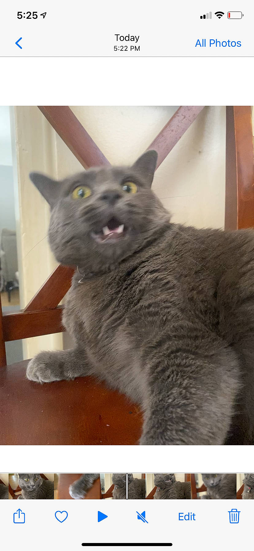 Church is registered to the contest to win money with this photo: carnivore, cat, domestic_short_haired_cat, ear, felidae, fur, grey, russian_blue, small_to_medium_sized_cats, snout, tail, terrestrial_animal, whiskers