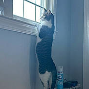 Ace joined the competition — help win amazing prizes! cat, window, indoor, curious, standing, hind_legs, white_wall, windowsill, household_item, spray_can, cords, gray_tabby, pet, looking_out, natural_light, feline, domestic_animal, quiet, still_life, contemplative