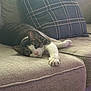Ace is registered to the contest to win money with this photo: cat, tabby, white, couch, pillow, plaid, stretching, relaxed, indoor, pet, feline, whiskers, claws, fur, face, eyes, nose, paw, home, cozy